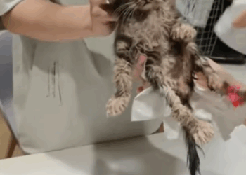 C2107006 Save an injured kitten and bring her home to raise her up part2