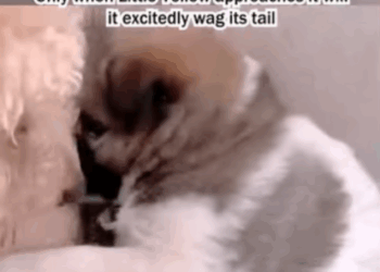 C1707004 I found a little dog that had lost its mother part2