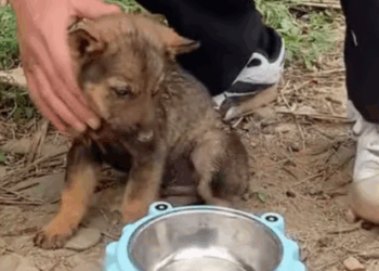 C2207002 Its body was broken—but its will to live was stronger than pain part2