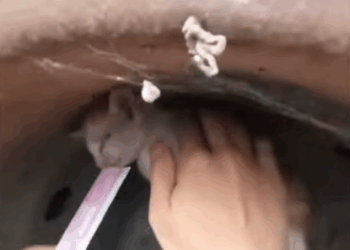 C1707001 A man took in a kitten that couldnt find its mother part2