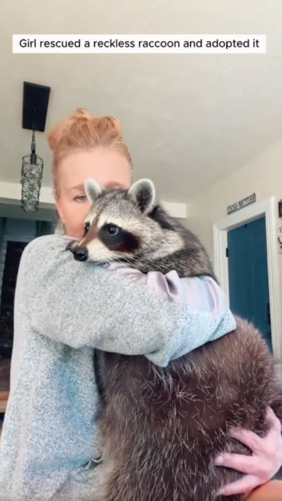 C2107004 Girl rescued a reckless raccoon and adopted it part 2