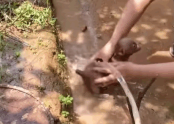 C2107005 Save brother rescue puppy part 2