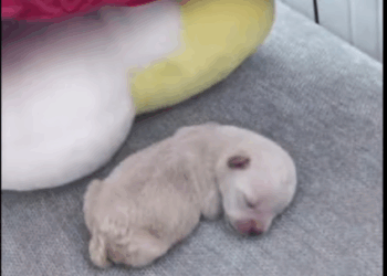 C2107006 Save little dog animals rescue dog love part2