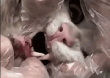 C2107007 Rescue poor kitty hit by car part 2