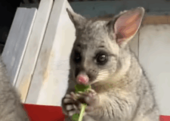 C2207002 They thought it was just trash until they heard a weak cry from inside part