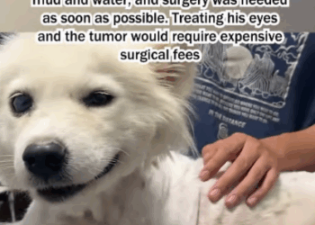 C1707006 Rescue a abandoned puppy dog part2