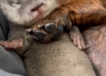 C2207003 She was too weak to move, but still wagged her tail when someone finally came part2