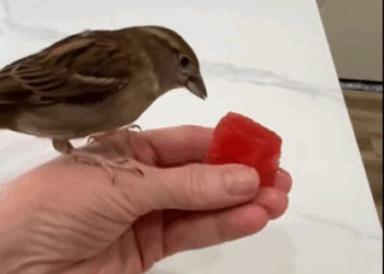 C2207005 They left her in the rain to die—but destiny had other plans part2