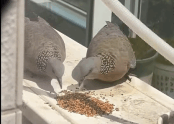 C2207007 The poor dove was trapped released it rescuebird dove pigeon part2