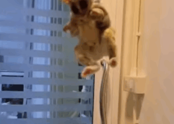 C2307001 I adopted an orphaned scared baby owl hiding in a pile of dry bark part 2