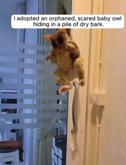 C2307001 I adopted an orphaned scared baby owl hiding in a pile of dry bark part 2