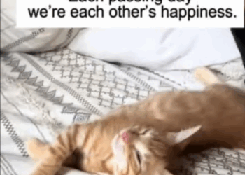 C2307002 I found a newborn kitten lying by the roadside part 2