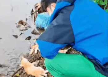 C2307004 Rescued cats rescue rescueanimals part2