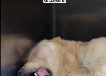 C1707007 Rescue a poor little dog part2