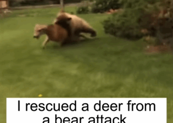 C2407001 I rescued a deer from a bear attack and then_part1
