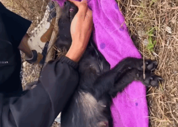 C2507001 A man saved a family of dogs rescued part 2