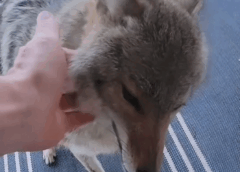 C2507002 The wolf stuck on the car hood got rescued by this dude part2