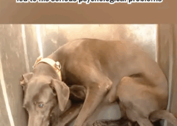 C1707008 Rescue a puppy that has been abused for a long time part2