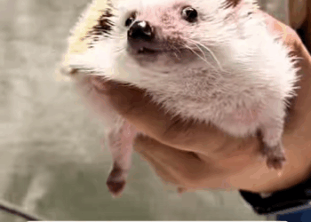 C2507004 Who rescued who fyp rescue animals hedgehog wildlife part 2