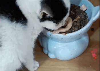 C2607004 We opened the dumpster and saw something moving part2