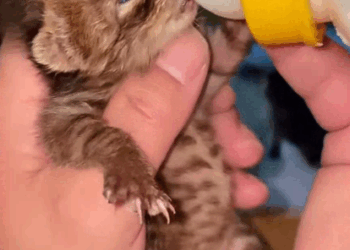 C2607005 So weak it couldn’t lift its head part 2