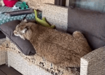 C2607007 Its body was covered in bite marks part 2