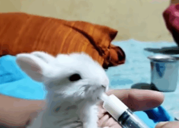 C2907001 A man rescued a baby bunny and the ending part2