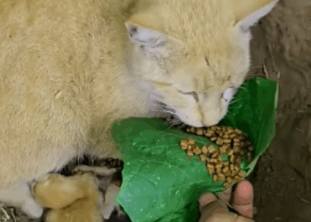 C2907003 Rescue a family of cats part2