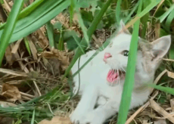 C2907004 Rescue family of cats animals part2