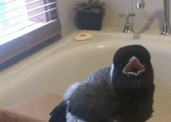 C2907007 The man adopted baby magpie who lost his mother part2