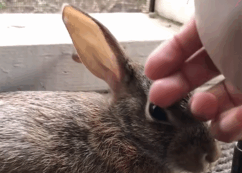 C3007001 Dumped in the river, barely alive, but still breathing part2