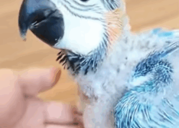 C3007003 We thought it was a pile of trash—until it blinked part 2