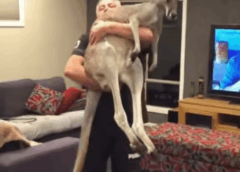 C3007005 Trapped under debris for days without food or water part 2