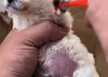 C3007007 Flies were eating its open wounds when we found it part2