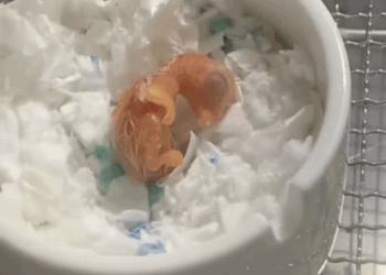 C3007010 Chained and left to starve in complete darkness part2