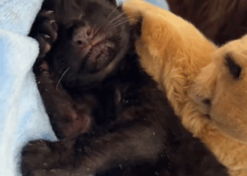 C0208001 Its rescue was nothing short of a miracle part2