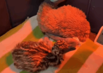 C0308003 No food, no shelter, no hope – just a heartbeat hanging on part2