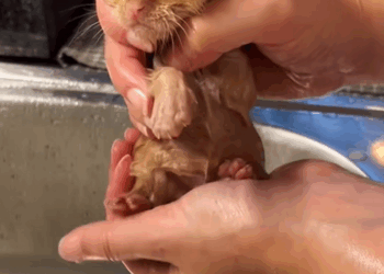 C1908007 The heartbreaking rescue of an almost lifeless animal kitten_part2