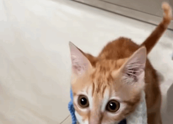 C1908008 The shocking truth of a dying kitten abandoned alone_part2