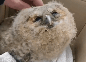 C1908009 This family rescues baby owl stuck on tree _part2