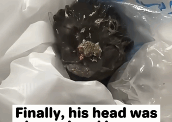 C1908010 What we saw inside this dying kitten will shock you_part2