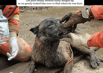 C2008001 After the floods this dog survived hours buried in mud rescuers part2
