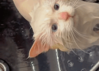 C2008002 From death’s edge to safety—this animal’s journey_part2