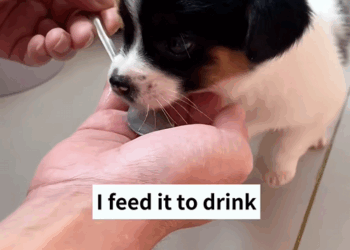 C2008003 Extend your hands and give these homeless stray dogs warm home_part2.