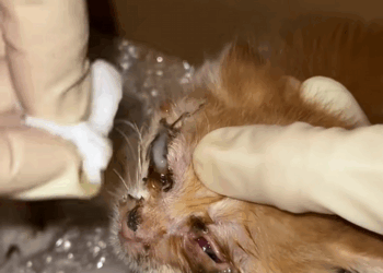 C2008004 found kitten in the corner and then…_part2