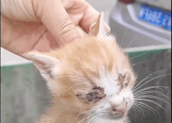 C2008005 Girl saves kitten in trash can_part2