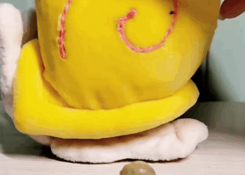 C2008006 I adopted a little snail and raised it_part2