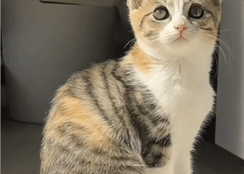 C2008007 I rescued a cat covered in black oil and its true appearance is very hard_part2