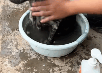 C2008008 I saved A puppy that fell into the gutter and now it’s growing up _part2