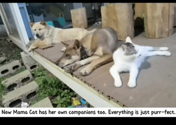 C2008009 The mama cat was giving birth in the drainpipe when the flood hit_part2